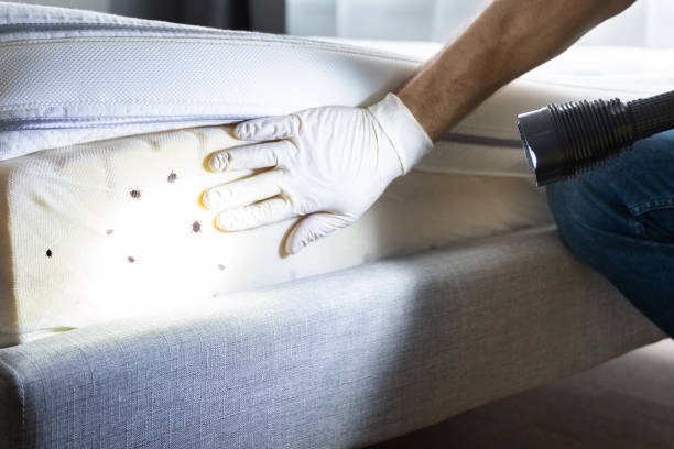 Best Ant Control Services  in Dillsboro, IN
