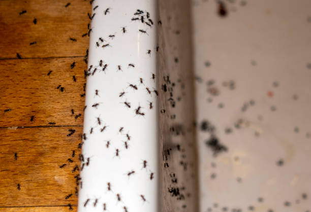 Insect Control in Dillsboro, IN